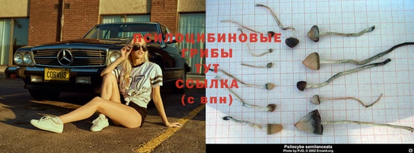PSILOCYBIN Баксан